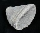 Fossil Horn Coral (Placosmilia) - Cretaceous #25602-1